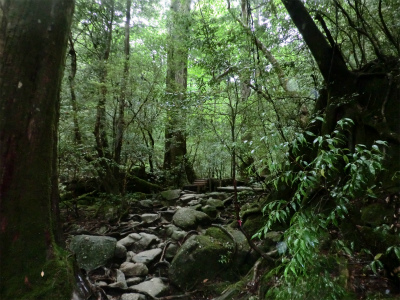 屋久島の自然豊かな森