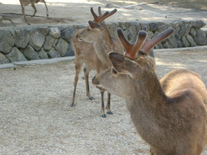 奈良公園と鹿