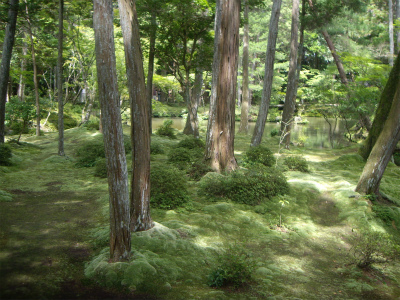 西芳寺の苔