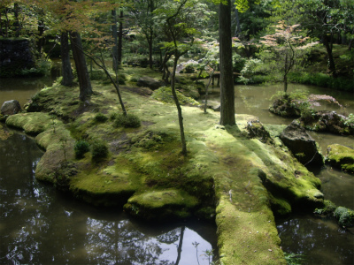 西芳寺の苔