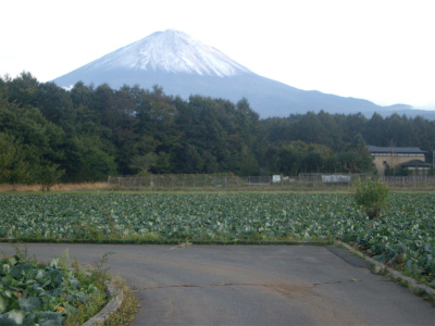 富士山とキャベツ畑