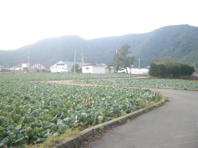 キャベツ畑と鳴沢村